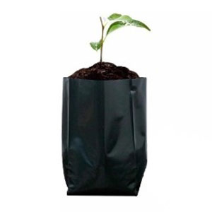 Bolsa de Injerto